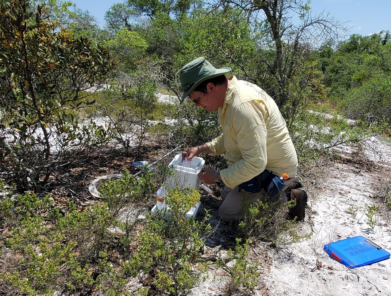Kimmel surveys sand pine scrub for the blue calamintha bee. He has observed bees he previously captured and marked foraging at the same bush at the same time on subsequent days, raising questions about the bee’s range and how far they travel for food.